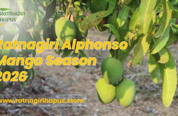Alphonso mango, Ratnagiri Alphonso mango, Buy Alphonso mango online, Alphonso mango delivery in India, Alphonso Season 2026,Alphonso Mango